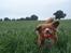 Nova scotia duck tolling retriever Redborn first Contact (Dixie) [Himmelhund]