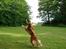 Nova scotia duck tolling retriever Redborn first Contact (Dixie) [Himmelhund]