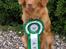 Nova scotia duck tolling retriever Fenja