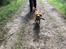 Nova scotia duck tolling retriever Fenja