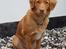 Nova scotia duck tolling retriever Fenja