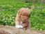 Nova scotia duck tolling retriever Fenja
