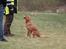 Nova scotia duck tolling retriever Fenja