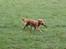 Nova scotia duck tolling retriever Fenja