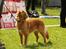 Nova scotia duck tolling retriever Fenja
