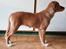 Nova scotia duck tolling retriever Aquafox Sebrings Fangio Chicane"Casey"