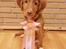 Nova scotia duck tolling retriever Aquafox Sebrings Fangio Chicane"Casey"