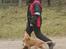 Nova scotia duck tolling retriever Aquafox Sebrings Fangio Chicane"Casey"