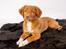 Nova scotia duck tolling retriever Aquafox Sebrings Fangio Chicane"Casey"