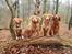 Nova scotia duck tolling retriever Aquafox Sebrings Fangio Chicane"Casey"