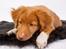 Nova scotia duck tolling retriever Aquafox Sebrings Fangio Chicane"Casey"