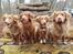 Nova scotia duck tolling retriever Aquafox Sebrings Fangio Chicane"Casey"