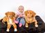 Nova scotia duck tolling retriever Aquafox Sebrings Fangio Chicane"Casey"