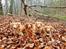 Nova scotia duck tolling retriever Aquafox Sebrings Fangio Chicane"Casey"