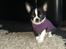 Chihuahua Keld (Diablo)