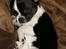 Chihuahua Keld (Diablo)
