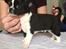 Chihuahua Keld (Diablo)