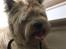 Cairn terrier Cosmo
