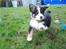 Australian shepherd Sexy Hulda av New Thinking 