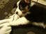 Australian shepherd Sexy Hulda av New Thinking 