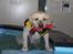Labrador retriever Manze