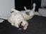 Labrador retriever Manze