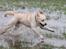 Labrador retriever Manze