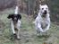Labrador retriever Manze