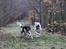 Labrador retriever Manze