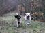 Labrador retriever Manze