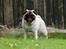 Mops Adeltands Soya *Berta*