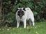Mops Adeltands Soya *Berta*