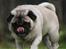 Mops Adeltands Soya *Berta*