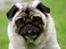 Mops Adeltands Soya *Berta*