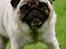 Mops Adeltands Soya *Berta*