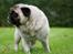 Mops Adeltands Soya *Berta*