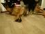 Australian shepherd Sexy Hulda av New Thinking 