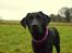 Labrador retriever Enya