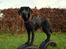 Labrador retriever Enya