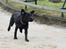 Labrador retriever Enya