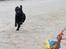 Labrador retriever Enya