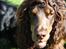 Cocker spaniel Bailey