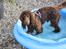 Cocker spaniel Bailey