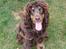 Cocker spaniel Bailey