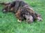 Cocker spaniel Bailey