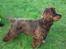 Cocker spaniel Bailey