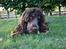 Cocker spaniel Bailey