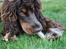 Cocker spaniel Bailey