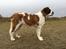 Sankt bernhardshund Anastacia