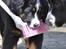 Blanding af racer Bella